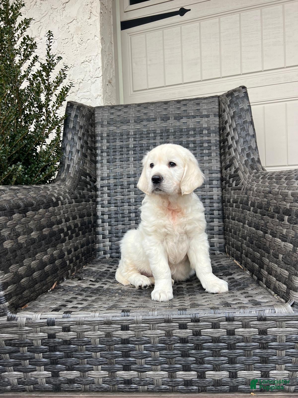 Golden Retriever dogs River - Ad 41