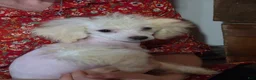 Bichpoo dogs for sale: Lily - Ad 5