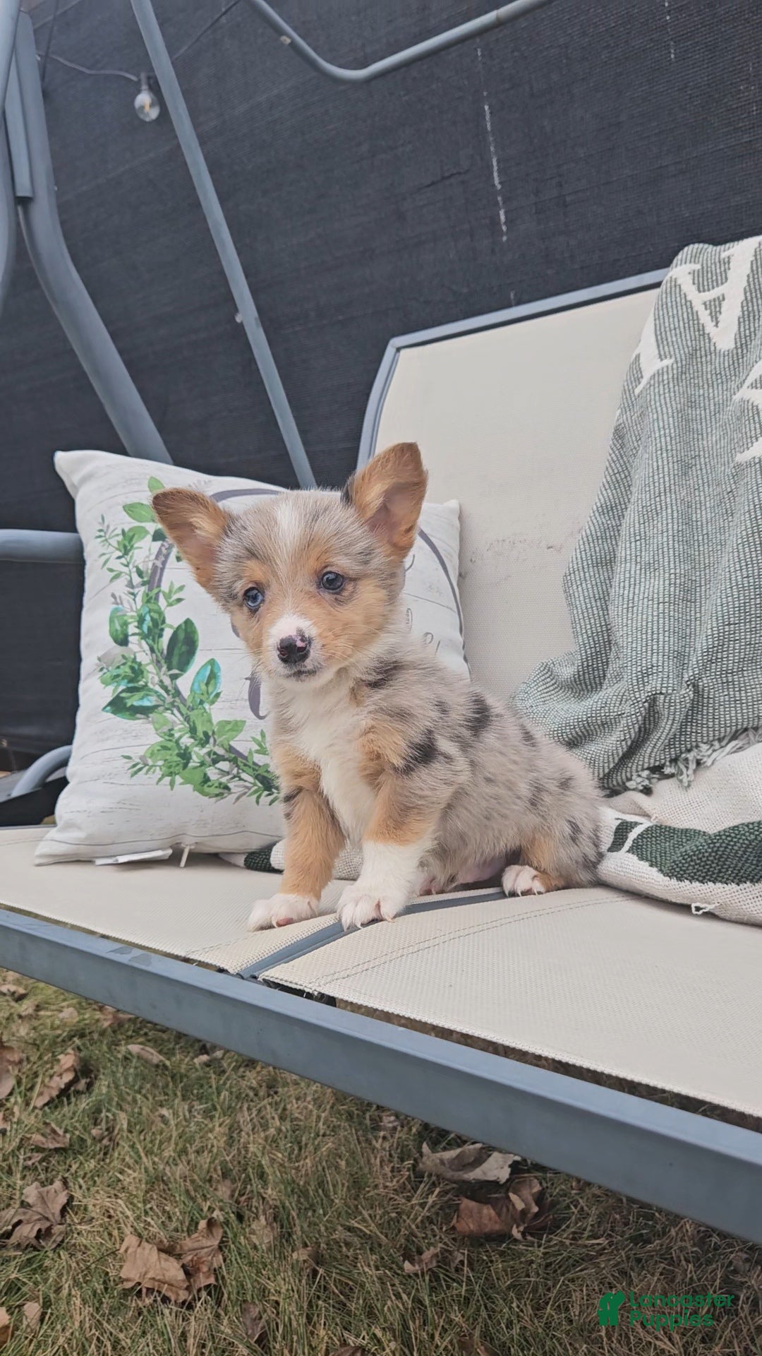 Mixed Breed dogs Alex - Ad 19