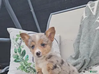 Mixed Breed dogs Alex - Ad 23