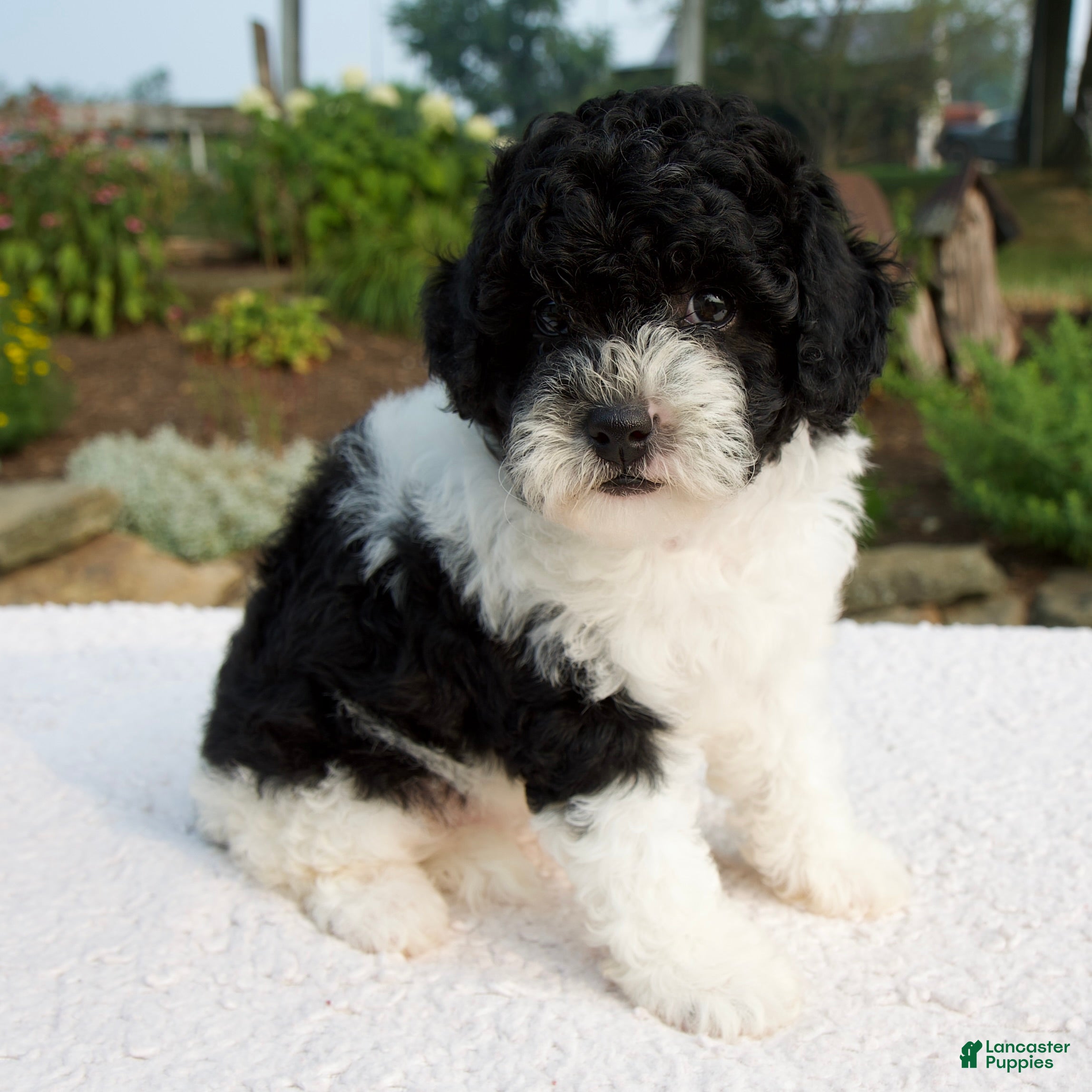 Cavapoo dogs Basil - Ad 2