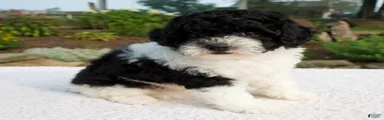 Basil