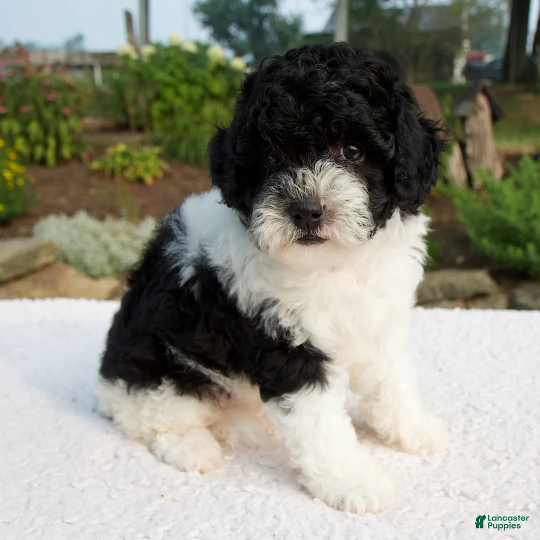 Cavapoo dogs for sale: Basil - Ad 2