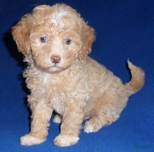Shihpoo dogs Baxter - Ad 1