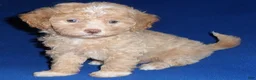 Shihpoo dogs for sale: Baxter - Ad 1
