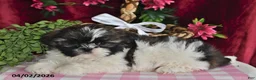 Shih Tzu dogs for sale: Alexis - Ad 4