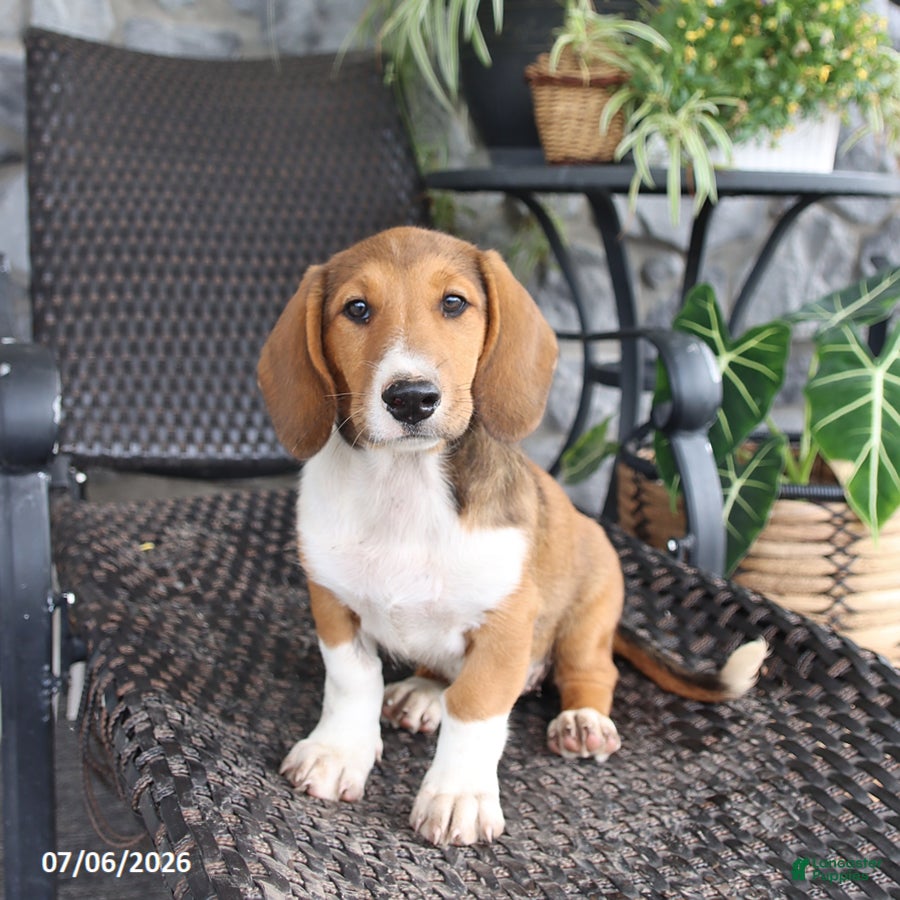Mixed Breed dogs Chloe - Ad 1