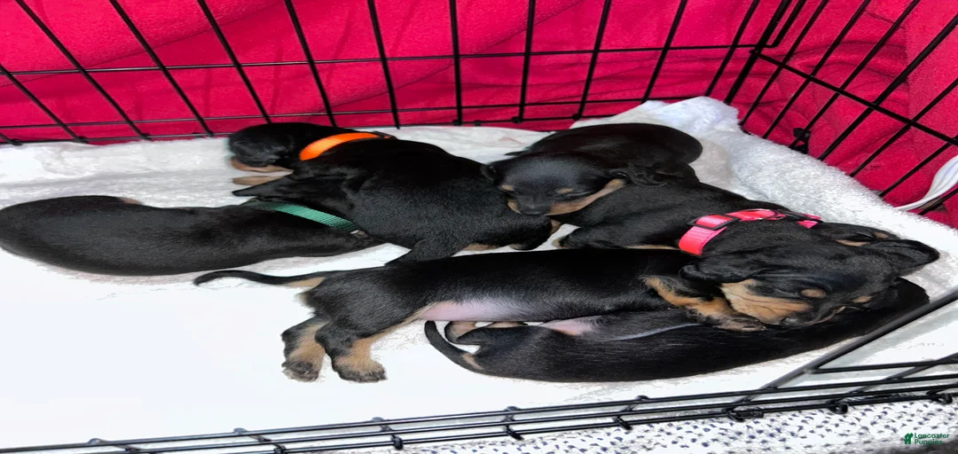 Gallery Image {{count}}