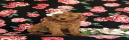 Cavapoo dogs for sale: Jody Hypoallergenic - Ad 3