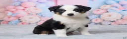 Australian Shepherd dogs for sale: Roxy - Ad 4
