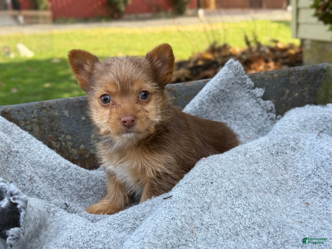 Yorkshire Terrier dogs for sale: Mittens - Ad 7