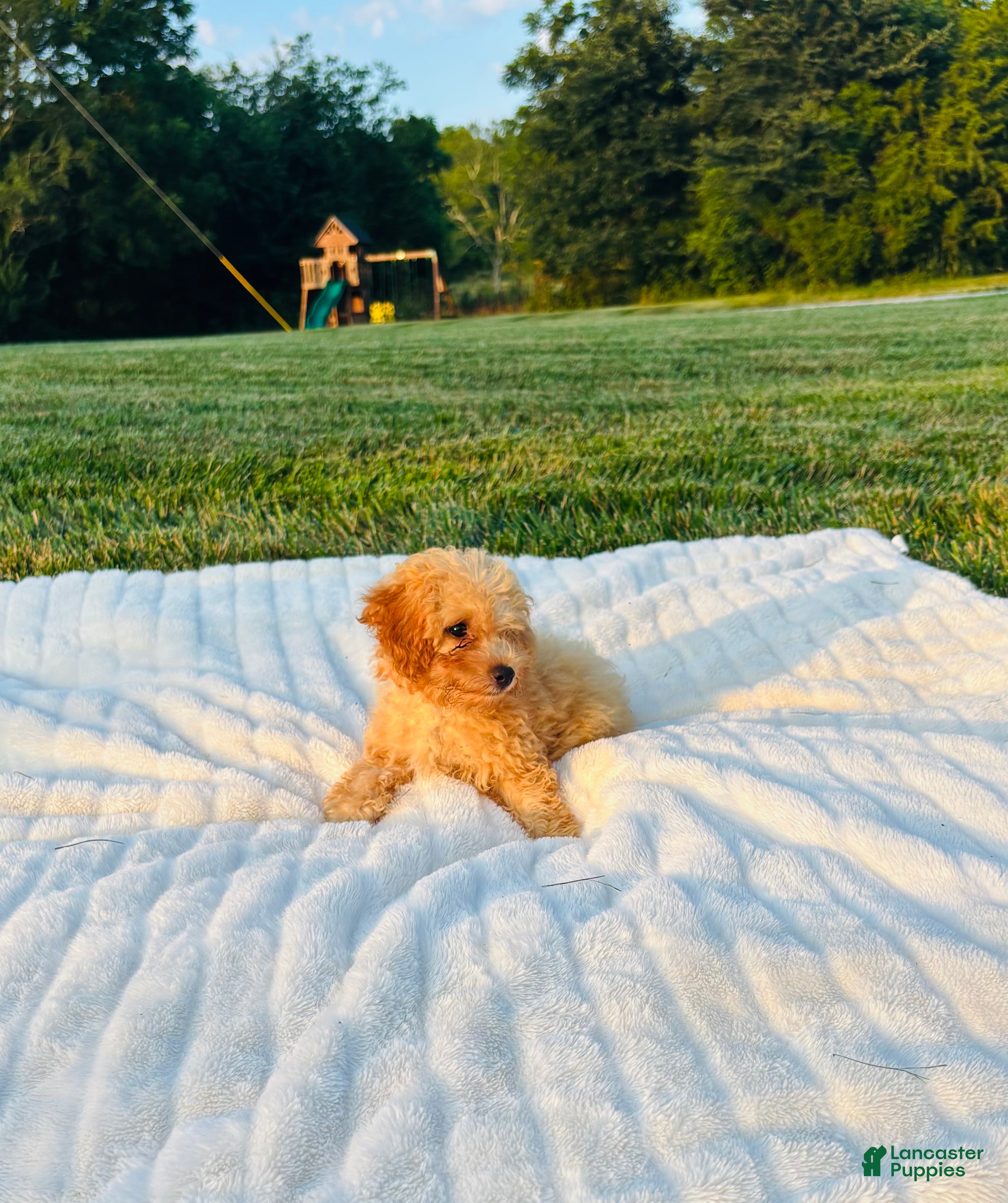 Bichpoo dogs Finn - Ad 2