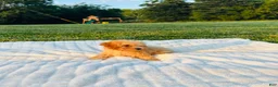 Bichpoo dogs for sale: Finn - Ad 2