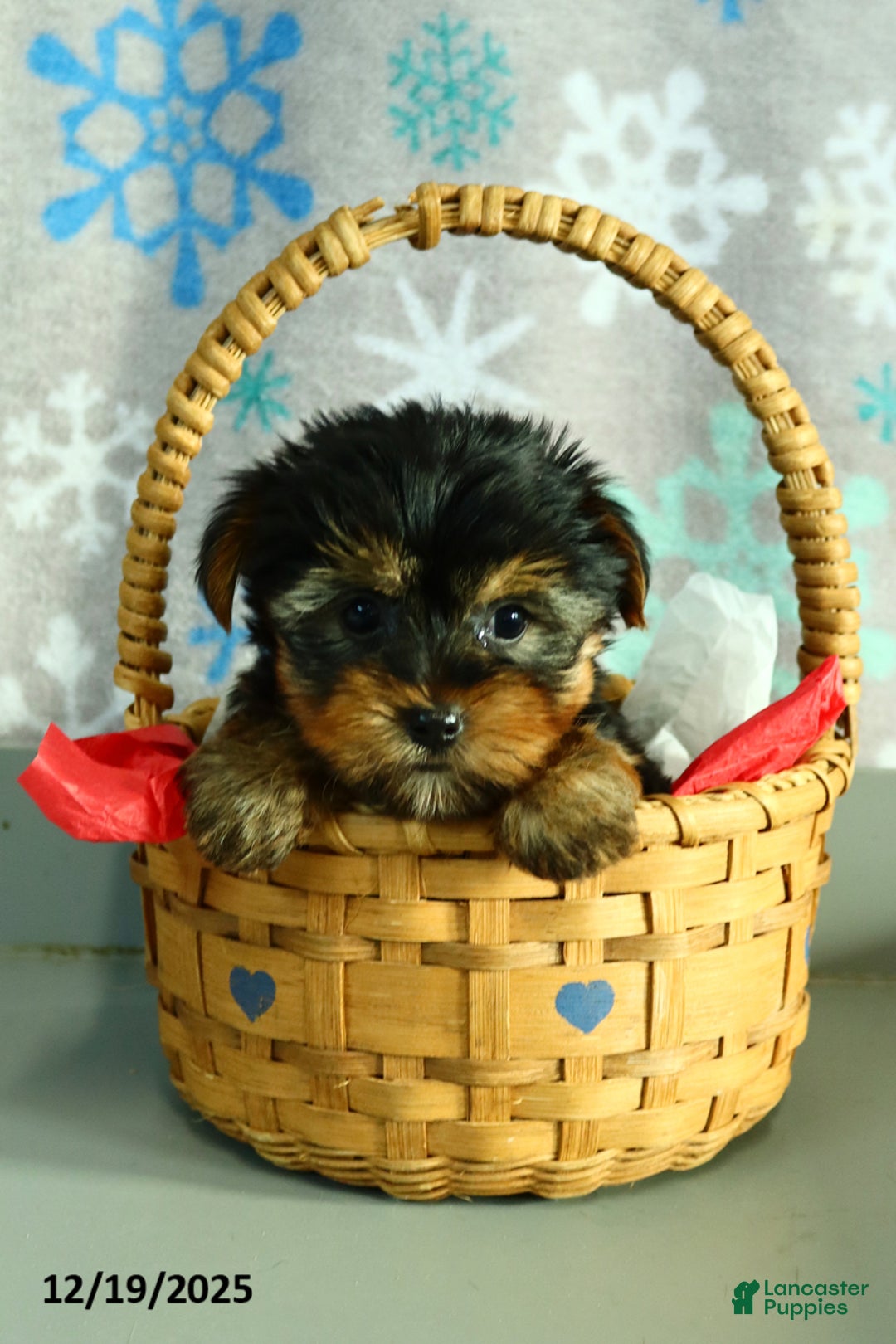 Yorkshire Terrier dogs for sale: Harmony - Ad 4