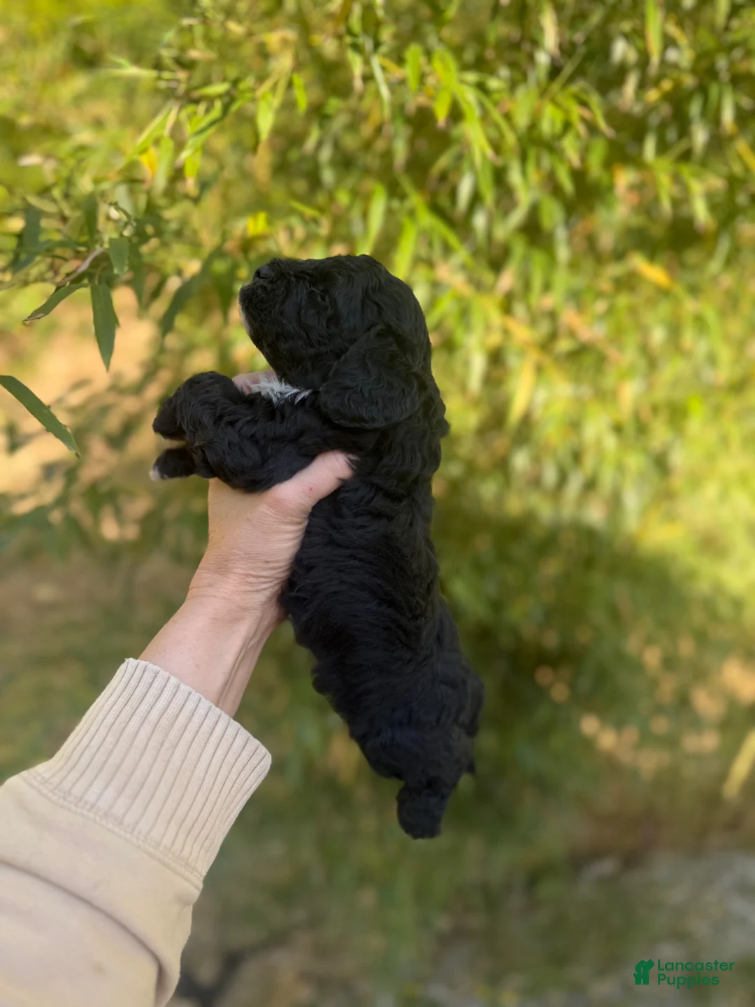 Cockapoo dogs for sale: Cockapoo Puppy 2 - Ad 3