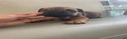 English Bulldog dogs for sale: English Bulldog 3 - Ad 7