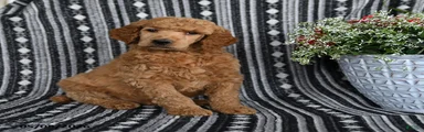 Victor
