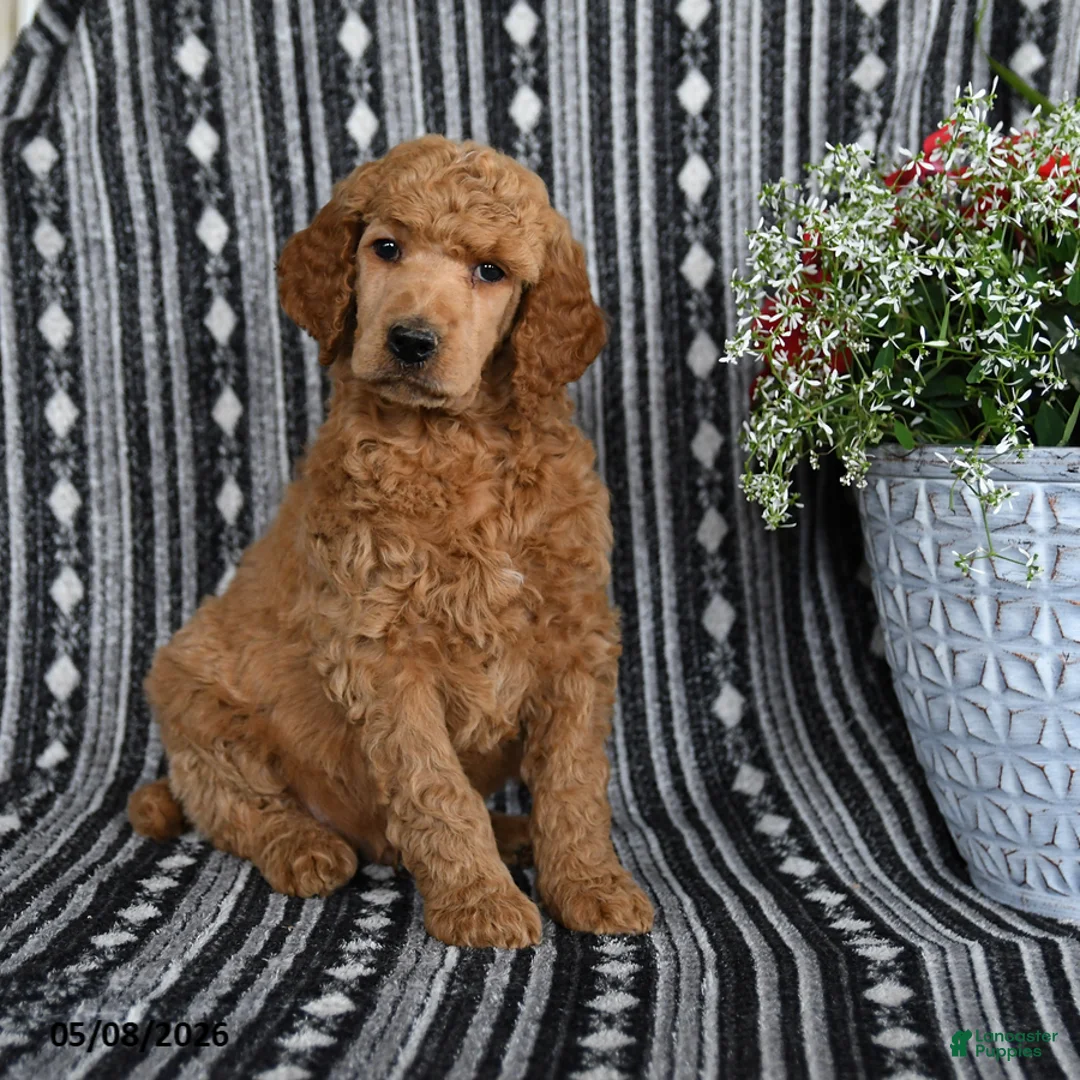 Standard Poodle dogs for sale: Victor - Ad 1