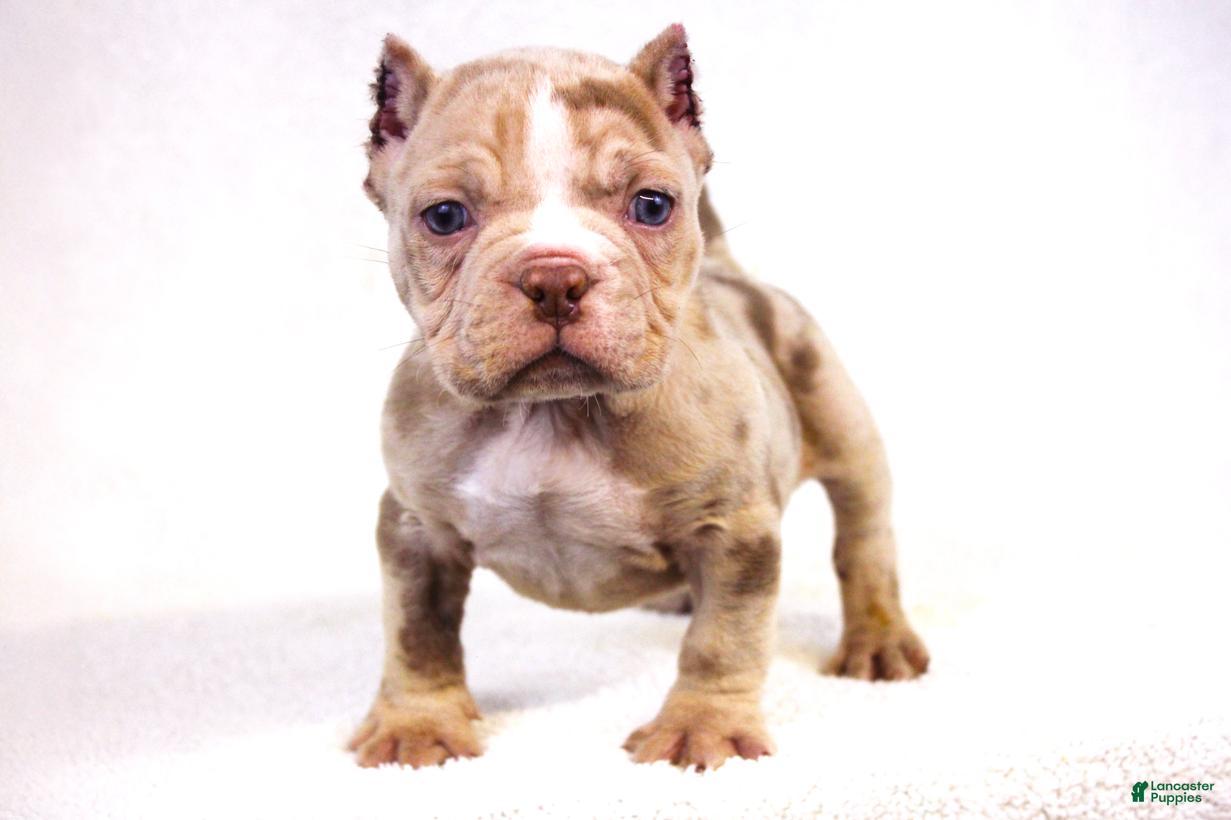 American Bully dogs Chocolate Merle Male - Ad 1