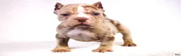American Bully dogs for sale: Chocolate Merle Male - Ad 1