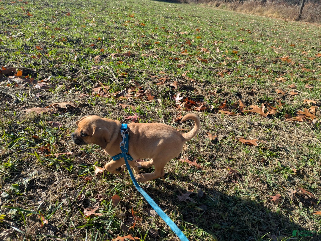 Puggle dogs for sale: Brent - Ad 12