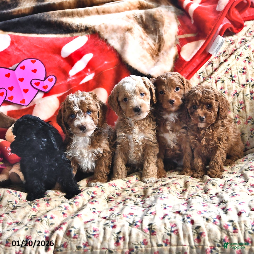 Miniature Poodle dogs for sale: Julian - Ad 3