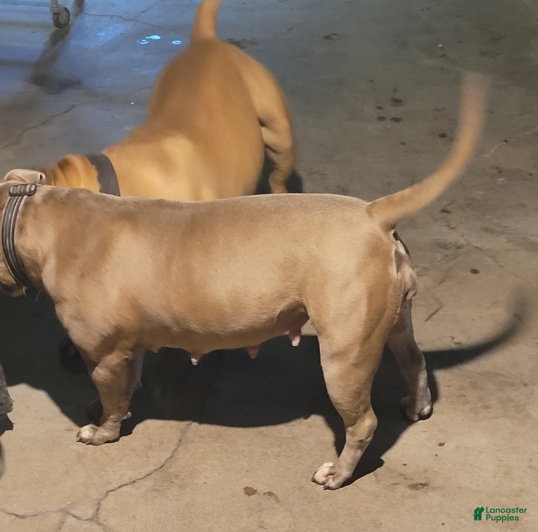 American Bulldog dogs for sale: Cleo - Ad 16