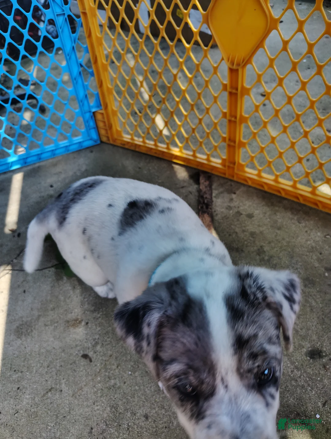 Mixed Breed dogs for sale: Spot - Ad 2