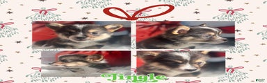 Jingle