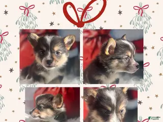 Welsh Corgi Pembroke dogs Jingle - Ad 33