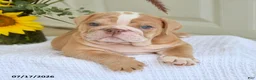 English Bulldog dogs for sale: Tristan - Ad 4