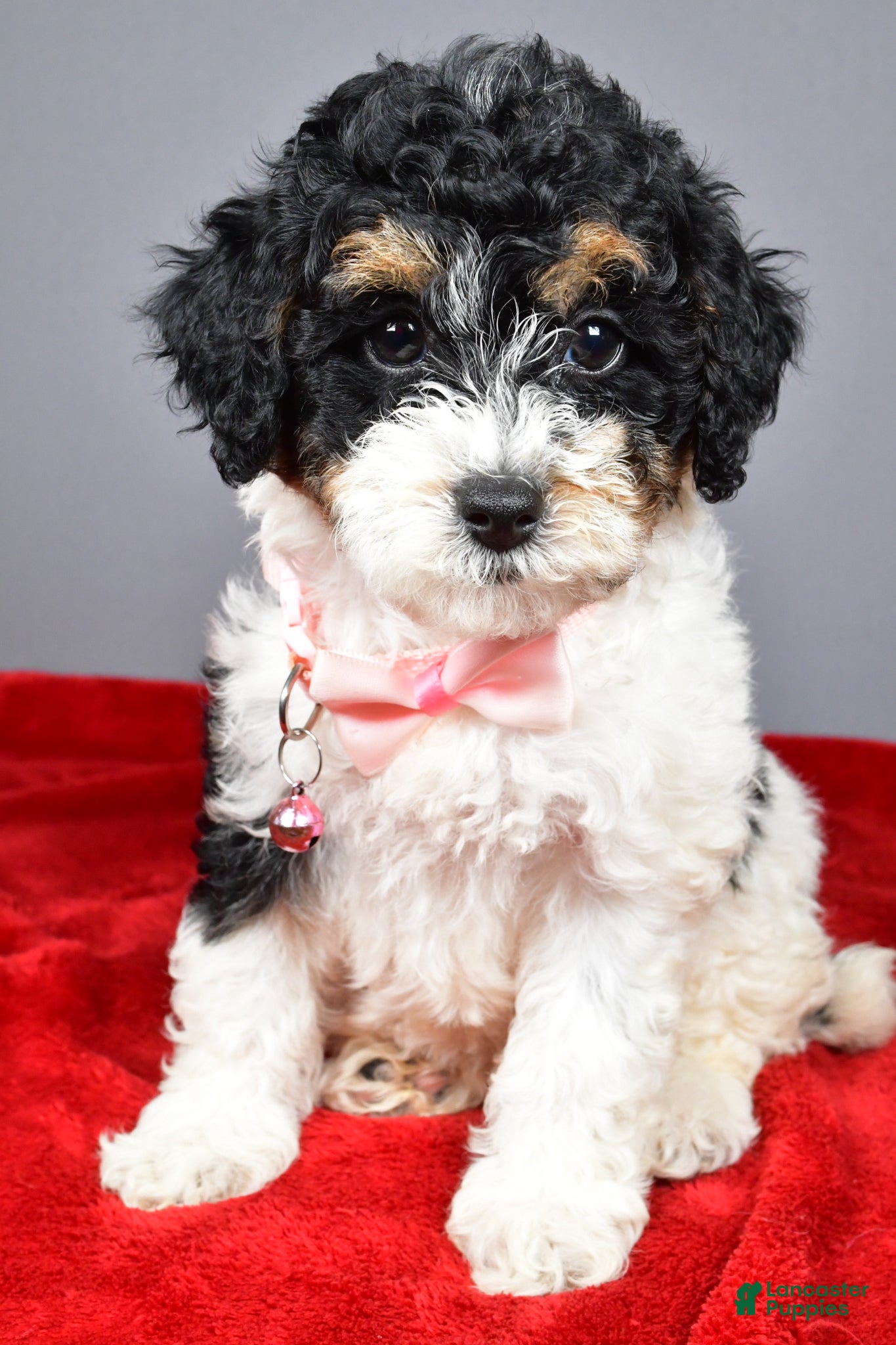Miniature Poodle dogs Michelle - Ad 1