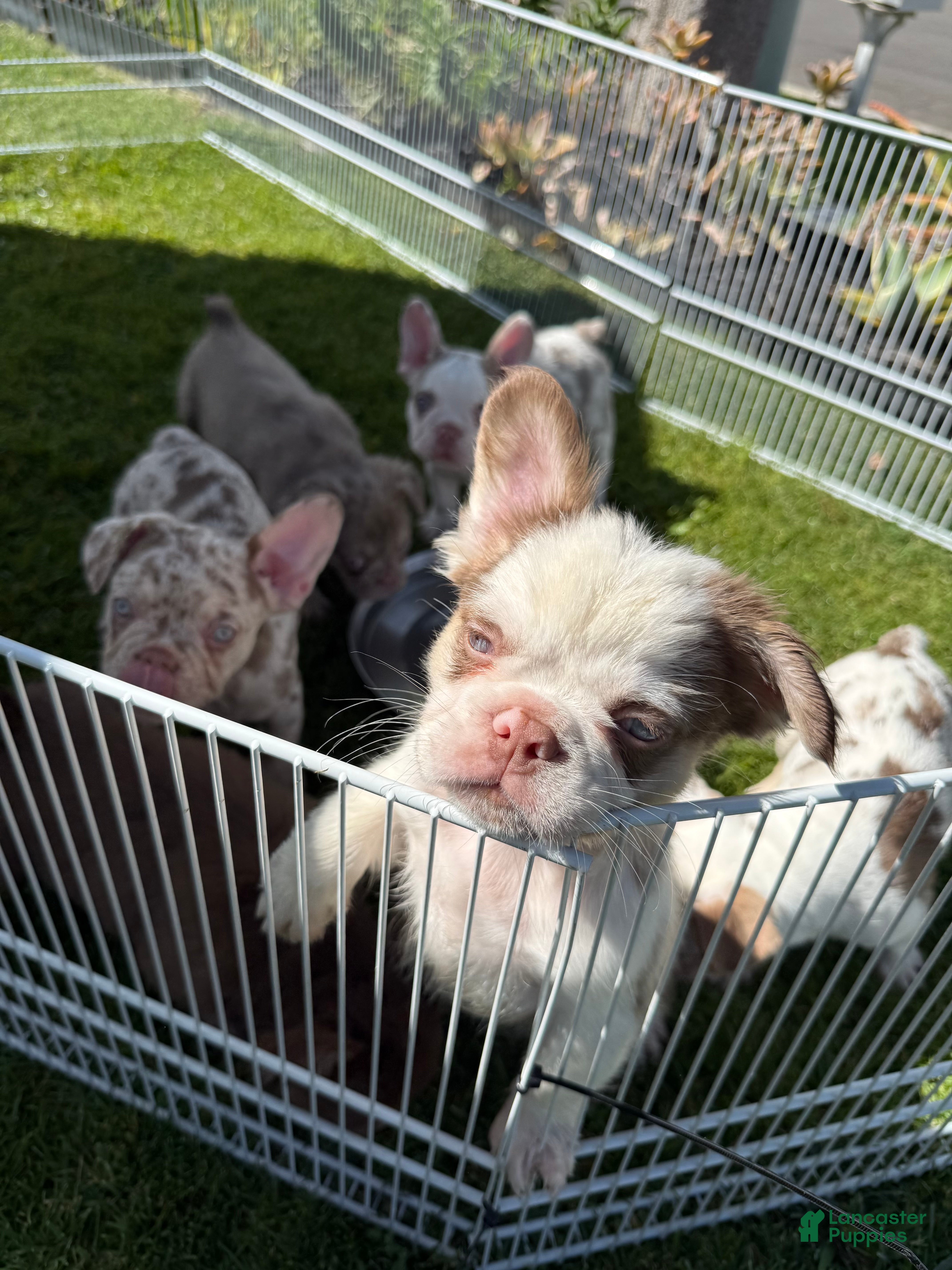 French Bulldog dogs French Bulldog 3 - Ad 1