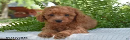 Cockapoo dogs for sale: Keaton - Ad 1