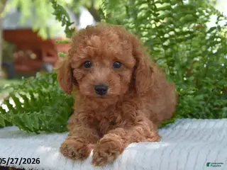 Cockapoo dogs for sale: Keaton - Ad 2