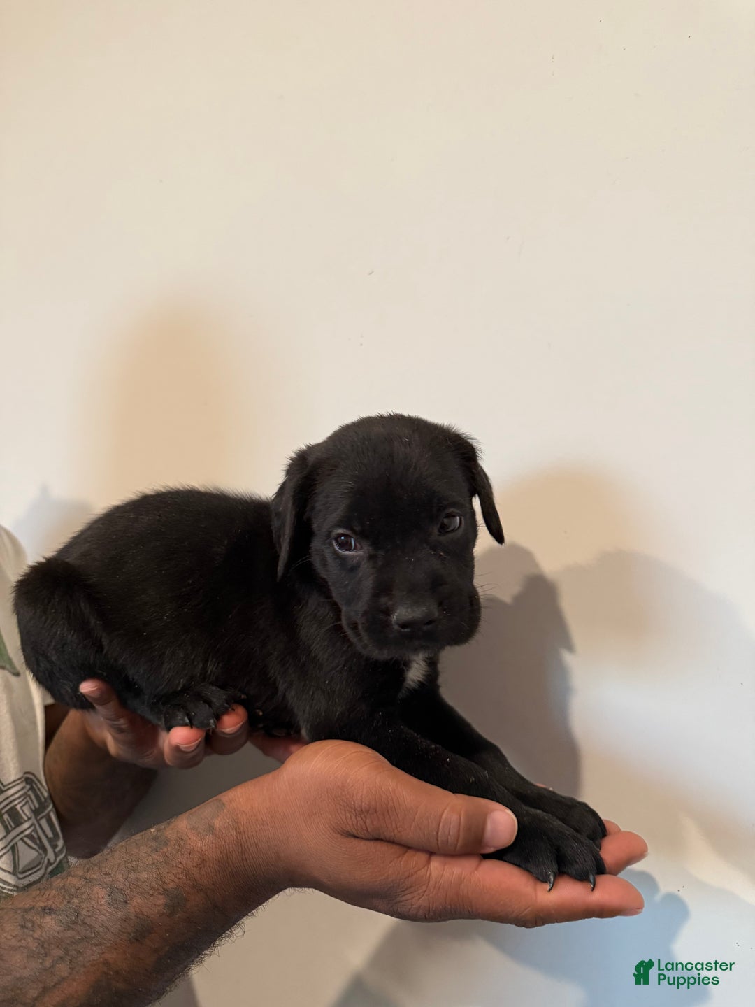 Cane Corso dogs for sale: Thor - Ad 2