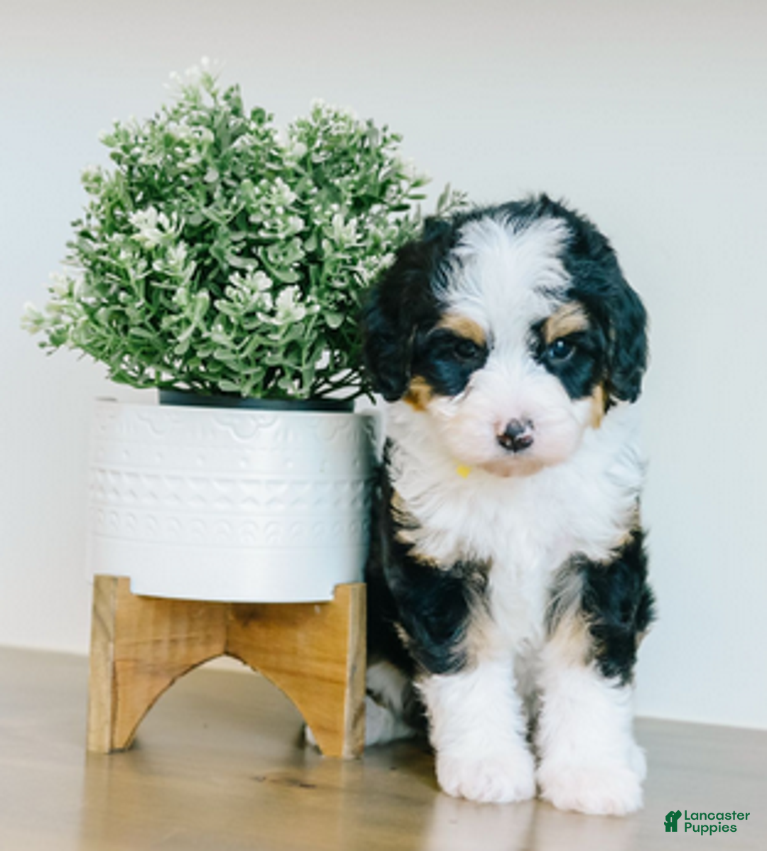 Bernedoodle dogs for sale: Vollie - Ad 3