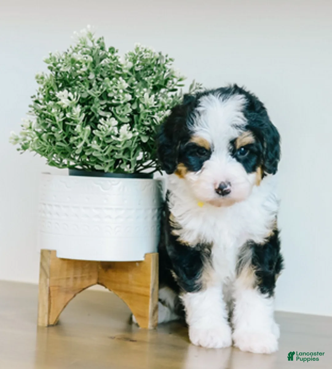 Bernedoodle dogs for sale: Vollie - Ad 3