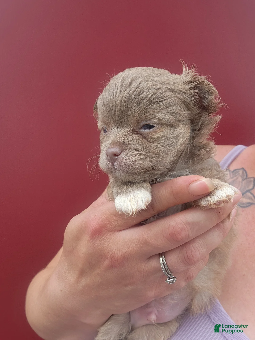 Chihuahua dogs for sale: Jasper - Ad 2