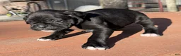 Boxer dogs for sale: Rosa AKC Seal Brindle Boxer - Ad 3