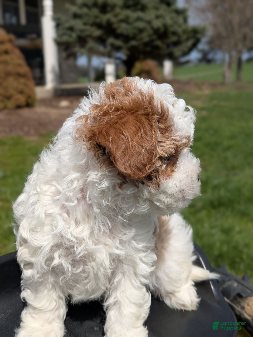 Mixed Breed dogs Jack - Ad 2