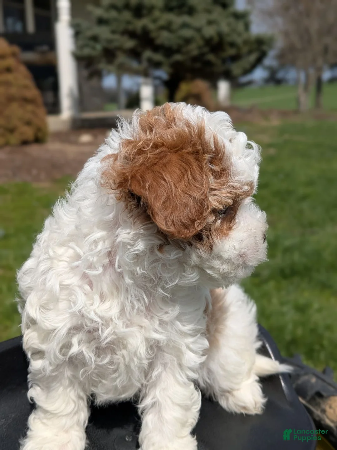 Mixed Breed dogs for sale: Jack - Ad 2