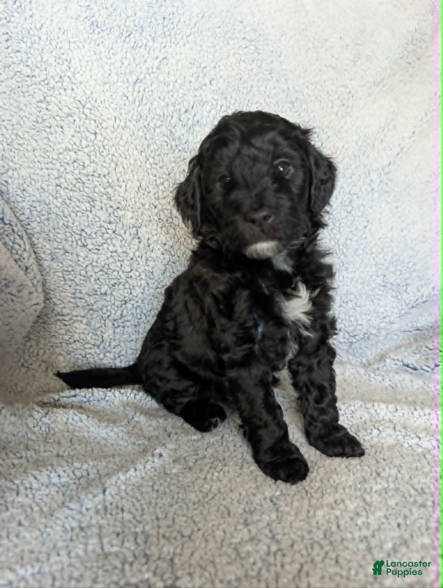 Mixed Breed dogs Shadow  - Ad 6