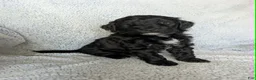 Mixed Breed dogs for sale: Shadow  - Ad 1