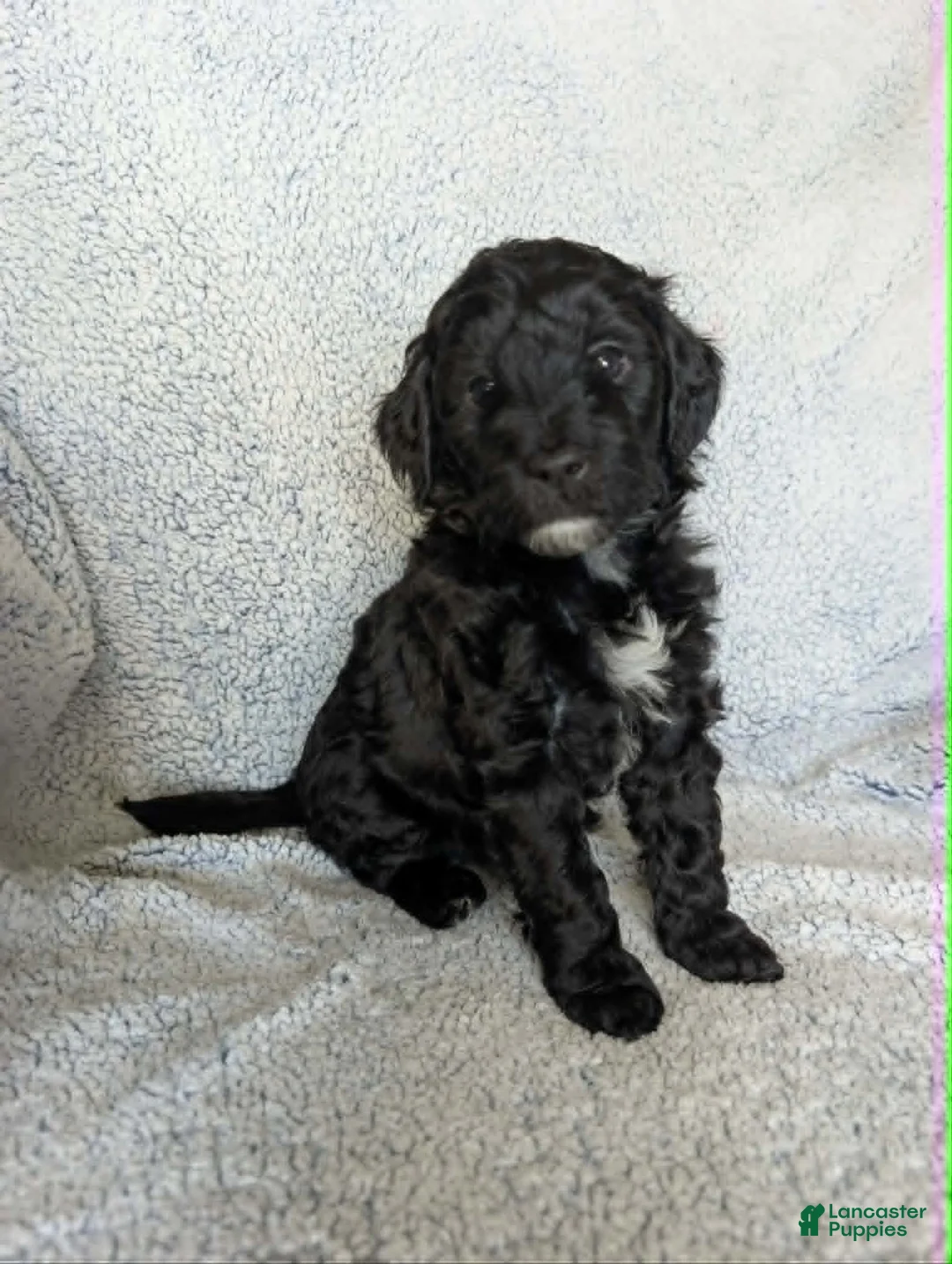 Mixed Breed dogs for sale: Shadow  - Ad 1