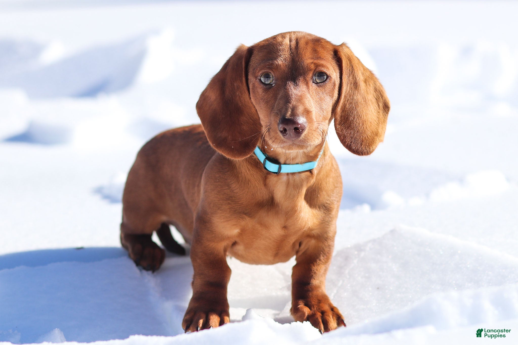 Dachshund dogs Harry - Ad 19