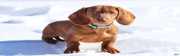 Dachshund dogs for sale: Harry - Ad 1