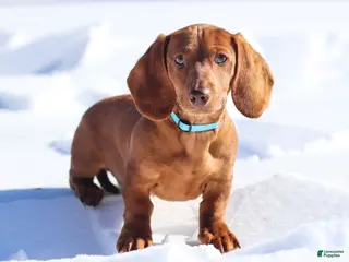 Dachshund dogs Harry - Ad 19