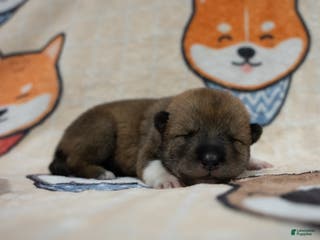 Shiba Inu dogs Shikoku Ken Puppy *Purple COllar* - Ad 35