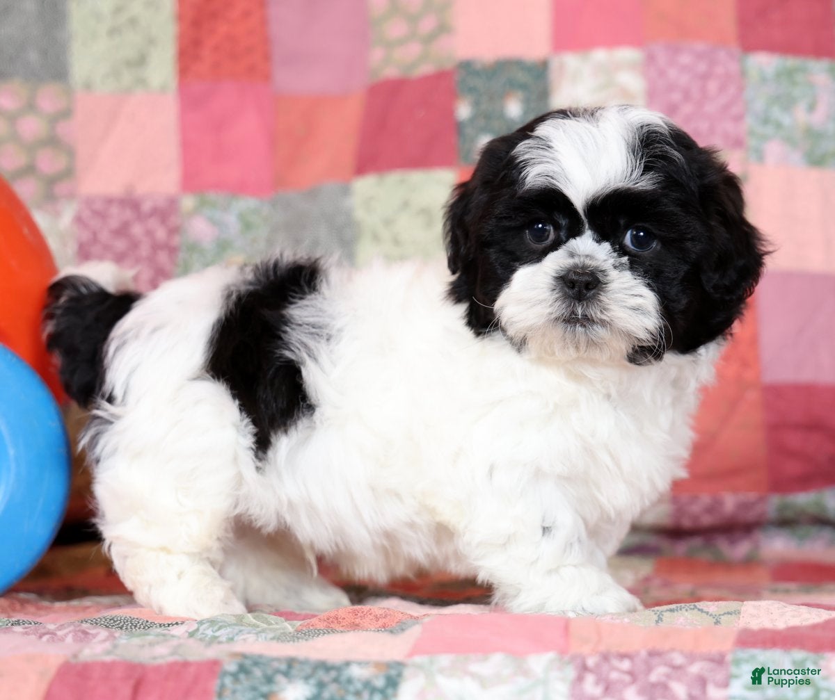 Mixed Breed dogs Custer - Ad 1